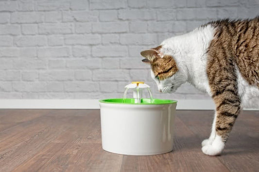 Dealing with COVID-19 & Making Sure Your Cat Drinks Enough Water