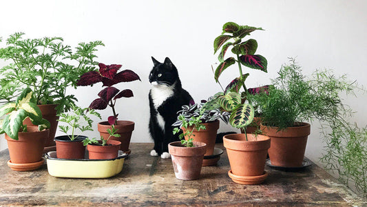 Cat Lovers Need to Know Which Plants Are Harmful & Which Are Safe
